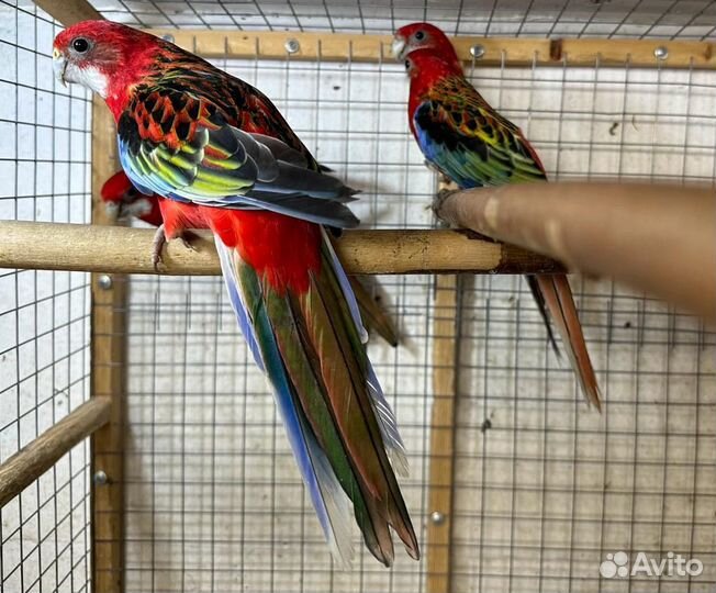 Попугайчики певчие и другие