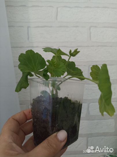 Пеларгония герань