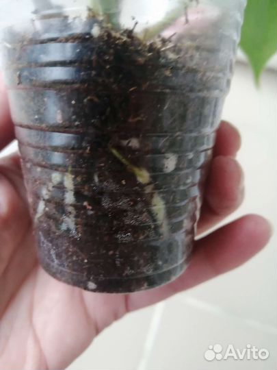 Филодендрон сканденс бразил