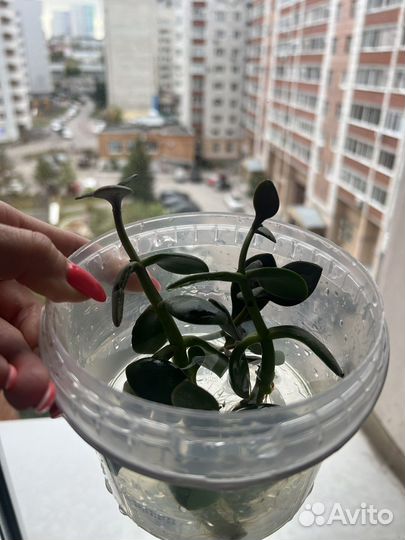 Толстянка (денежное дерево) отростки