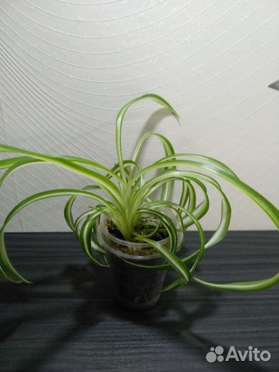 Оксалис, драцена, крестовник, драцена