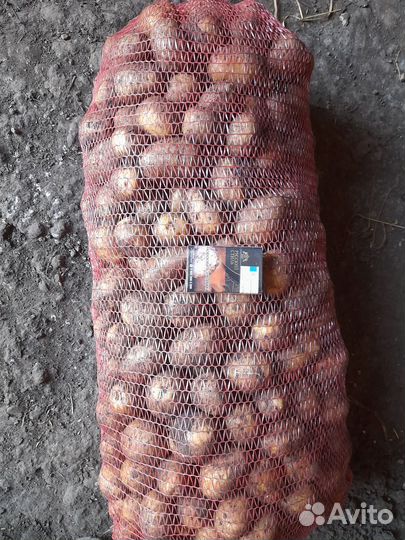 Картофель, морковь