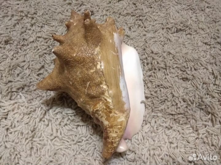 Большая морская раковина (ракушка)