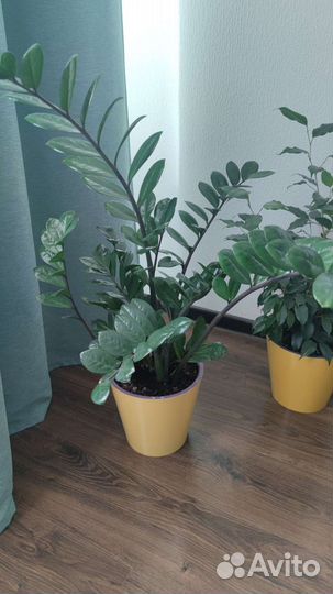 Замиокулькас