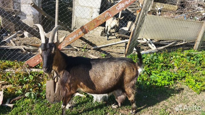Венгерские козочки