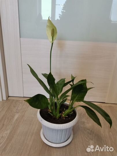 Спатифиллум