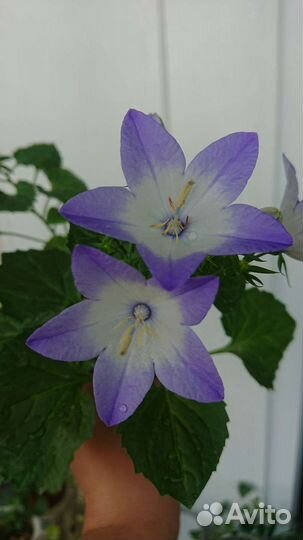 Кампанула (