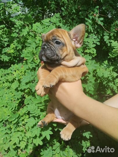 Щенок французского бульдога