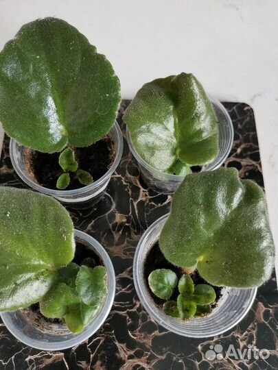 Фиалки сортовые