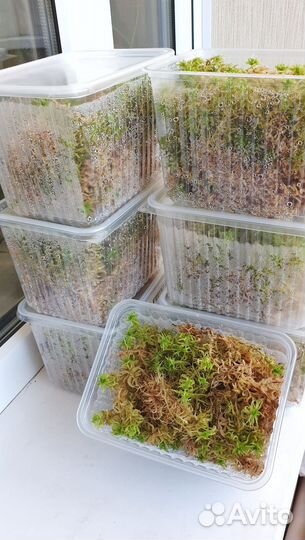 Живой мох сфагнум