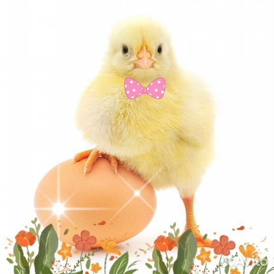 Инкубационое яйцо круглый год