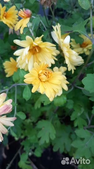 Ирис бородатый, солидаго, хоста, хризантема 50р