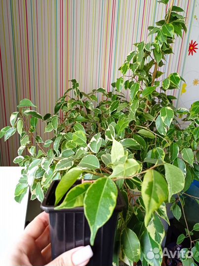 Фикус бенджамина 3 вида