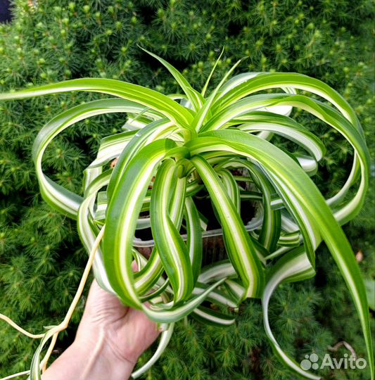 Хлорофитум кудрявый Бонни