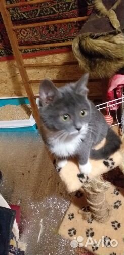 Отдам в хорошие руки