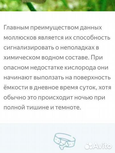 Улитки мелании