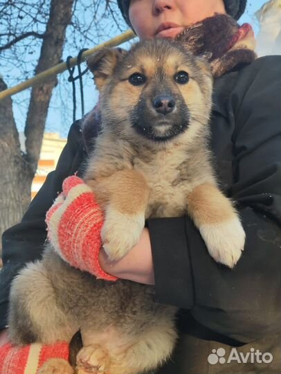 Щенок в добрые руки