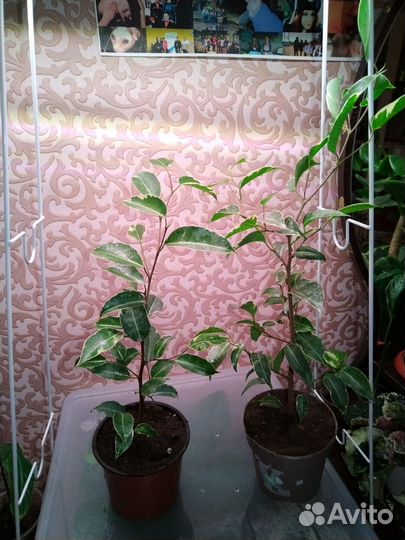 Фикус бенджамина