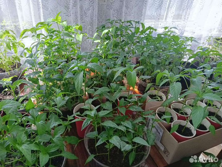 Рассада сладкого перца и горького