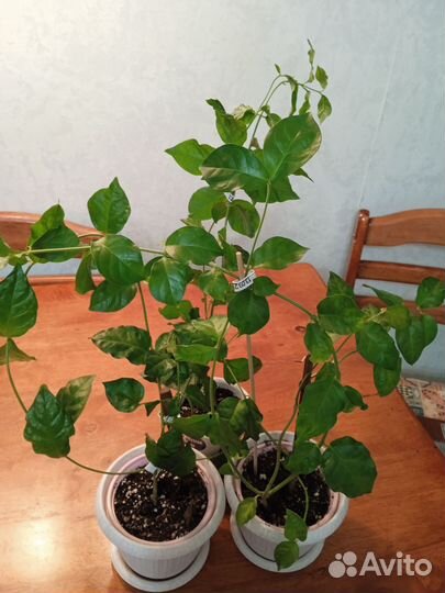 Жасмин комнатный