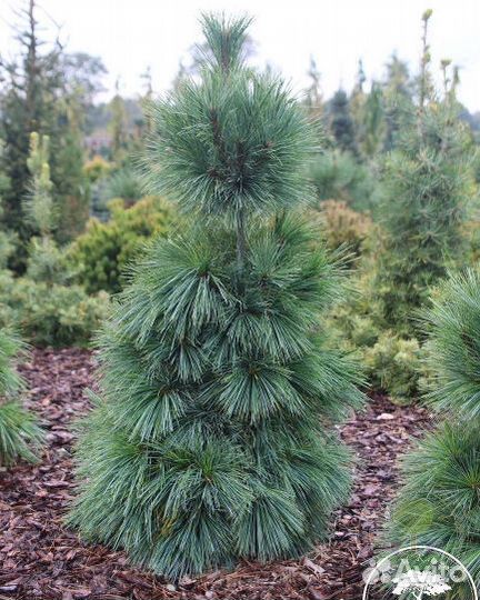Сосна Шверина Витхорст Pinus schwerinii Wiethorst