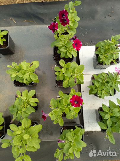 Вегетативная петуния (излишки черенков)