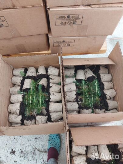 Саженцы ели европейской зкс от производителя