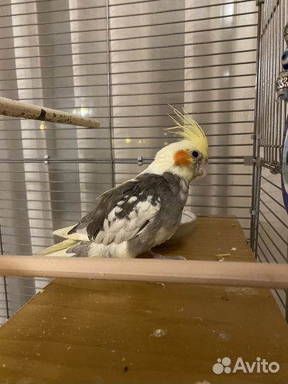 Попугай корелла с клеткой