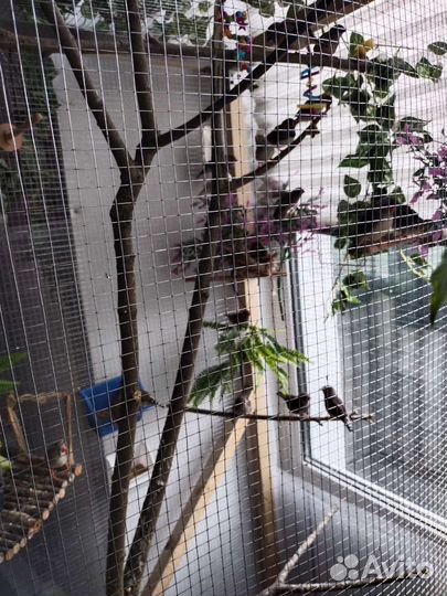 Зебровые амадины