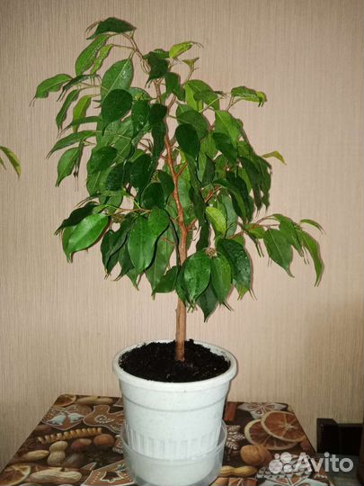 Домашние растения