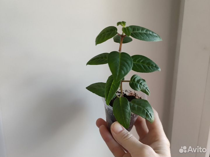 Фуксия сорт Thamar