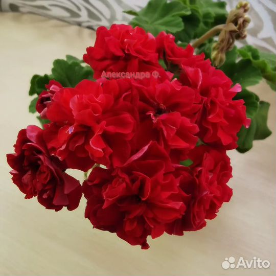 Сортовая пеларгония (герань)