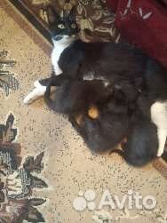 Кошка в дар