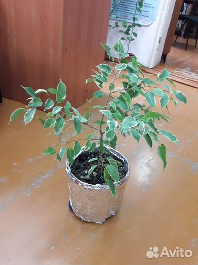 Продаю фикус Бенджамина