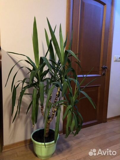 Пальма юкка