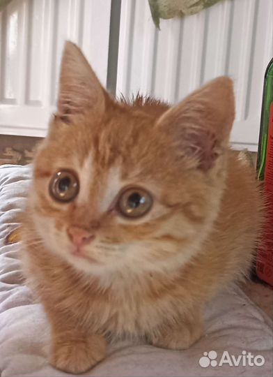 Кошка в дар бесплатно