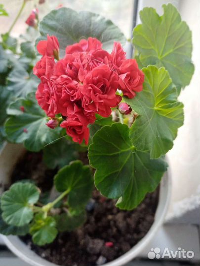 Пеларгония розебудная