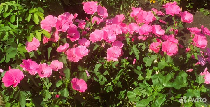 Лаватера однолетняя