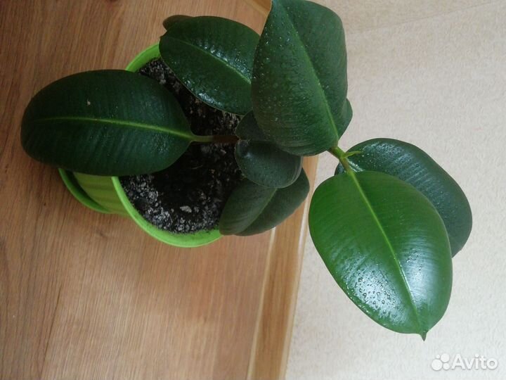 Фикус крупнолистный