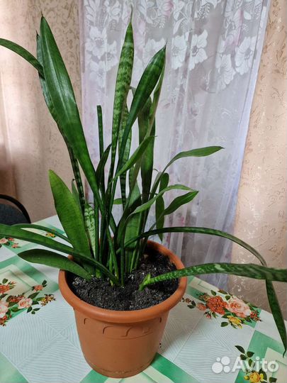 Цветы комнатные