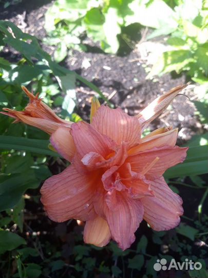 Лилейники сортовые