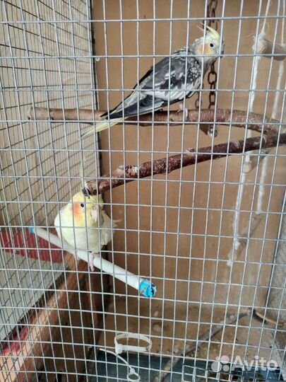 Попугай корелла с клеткой
