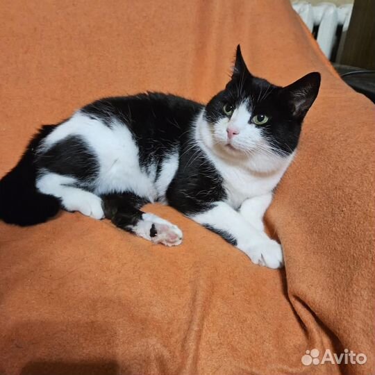 Кошка Анфиса
