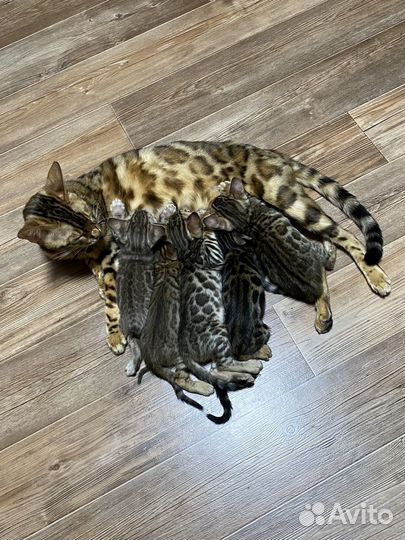 Бенгальская