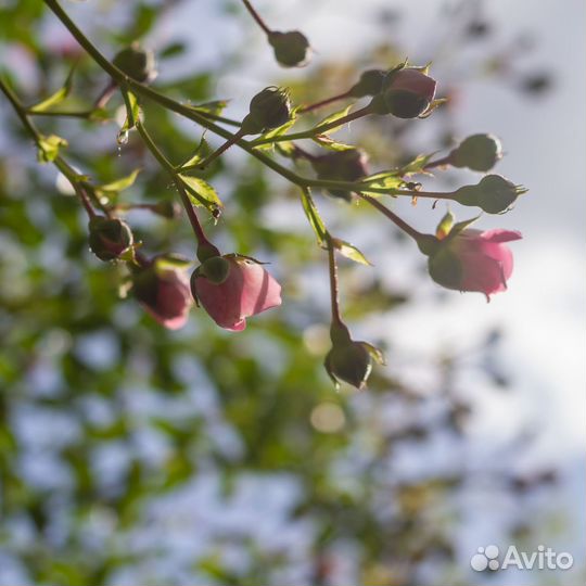 Плетистые розы