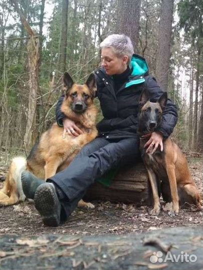 Дрессировка собак. Кинолог,зоопсихолог.Передержка