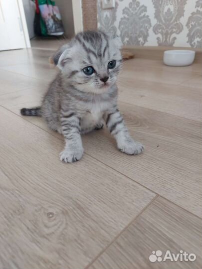 Шотландские котята