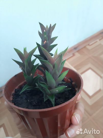 Хавортия Туртуока или Извилистая