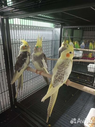 Попугай Корелла птенцы