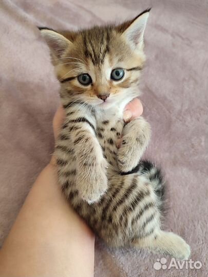 Шотландская золотая шиншилла